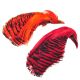 Golden Pheasant Complete Head Dyed